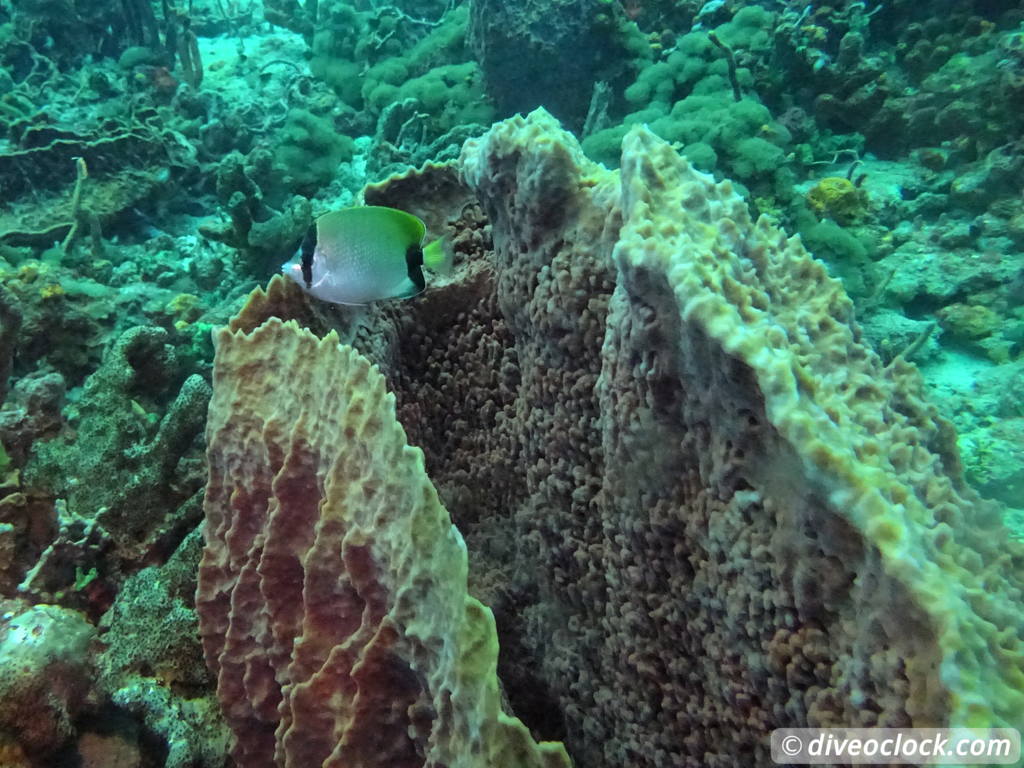 Tobago Exploring Diving Hot Spot Speyside at High Speed Tobago Speyside Diveoclock 7