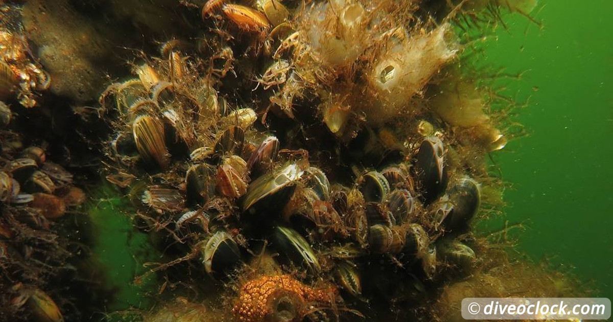 Terra Crab Farm In Sokcho Gotta Love The Smiling Crabs   Europe Netherlands Liveaboard 