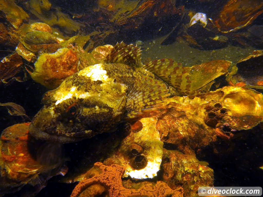 Zeeland The Best Diving in The Netherlands on a Liveaboard 1