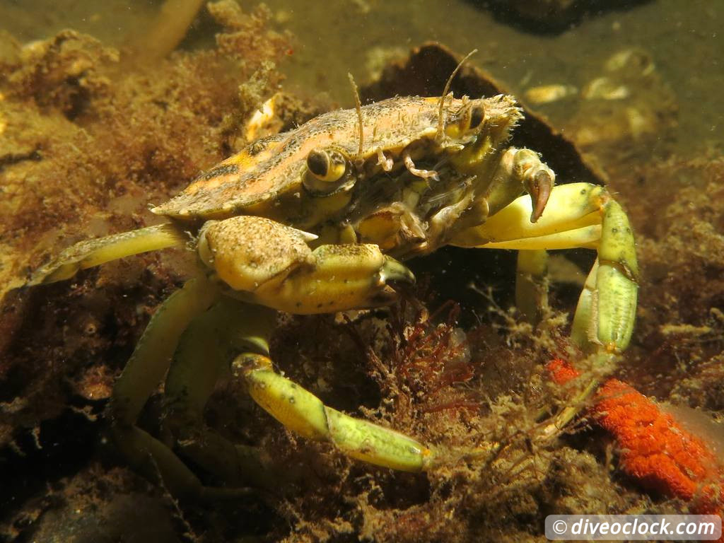 Zeeland The Best Diving in The Netherlands on a Liveaboard 2