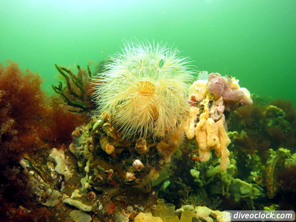 Zeeland The Best Diving in The Netherlands on a Liveaboard 3