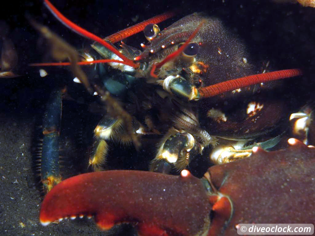 Zeeland The Best Diving in The Netherlands on a Liveaboard 4