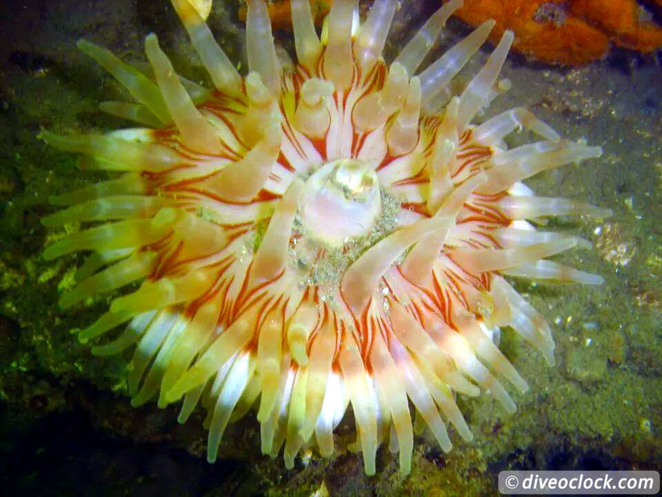 Zeeland The Best Diving in The Netherlands on a Liveaboard Dahlia Anemone