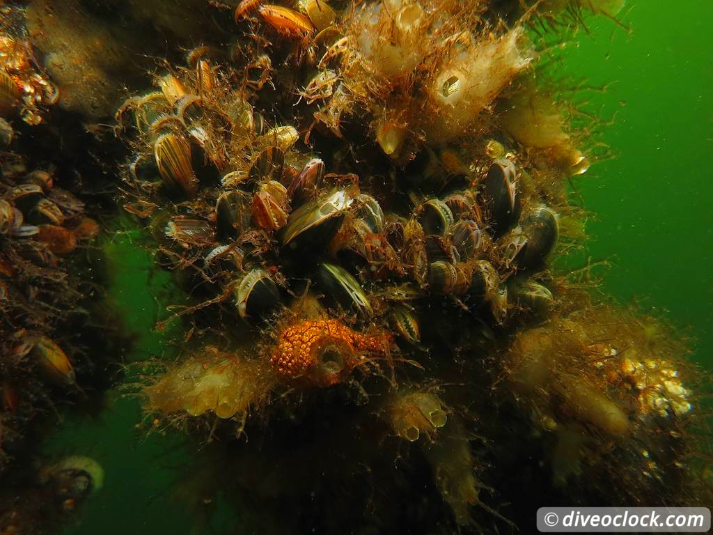 Zeeland The Best Diving in The Netherlands on a Liveaboard UW