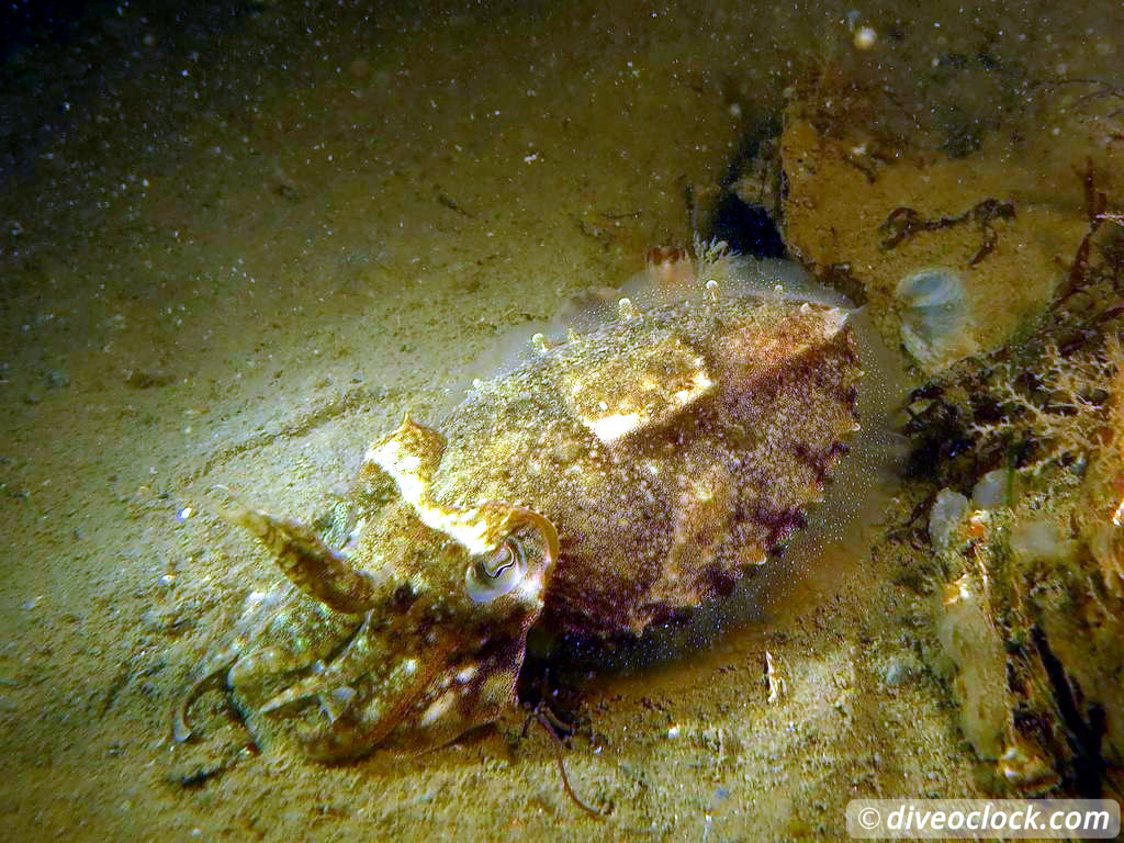 Zeeland The Best Diving in The Netherlands on a Liveaboard Cuttlefish
