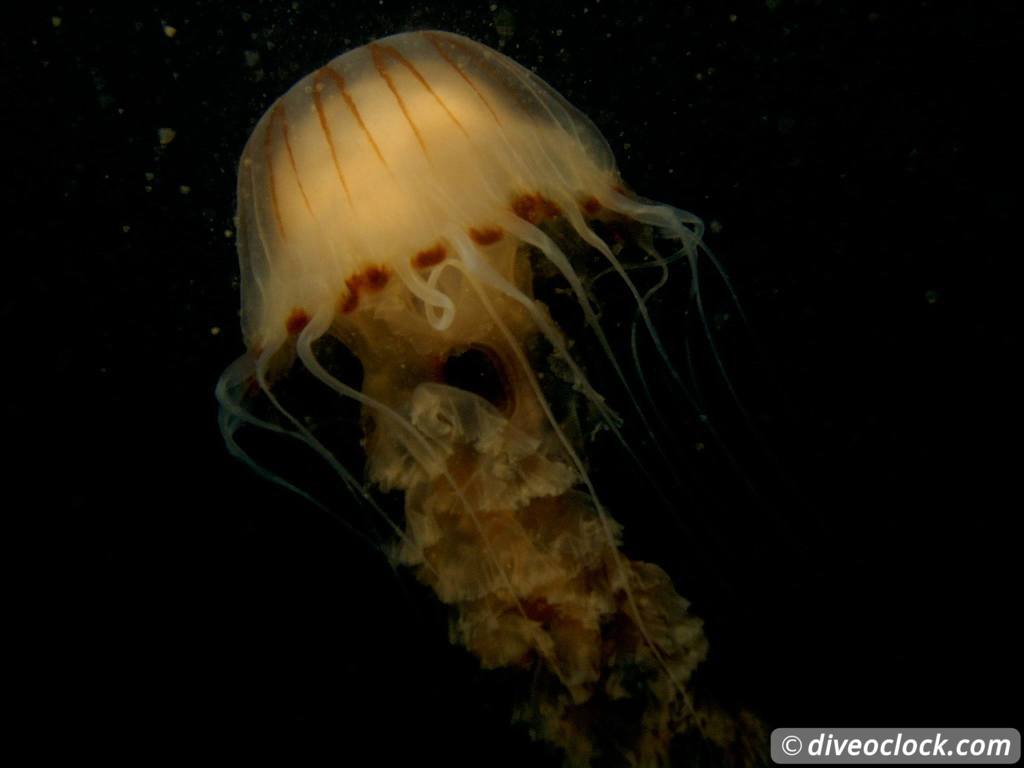 Zeeland The Best Diving in The Netherlands on a Liveaboard Jellyfish