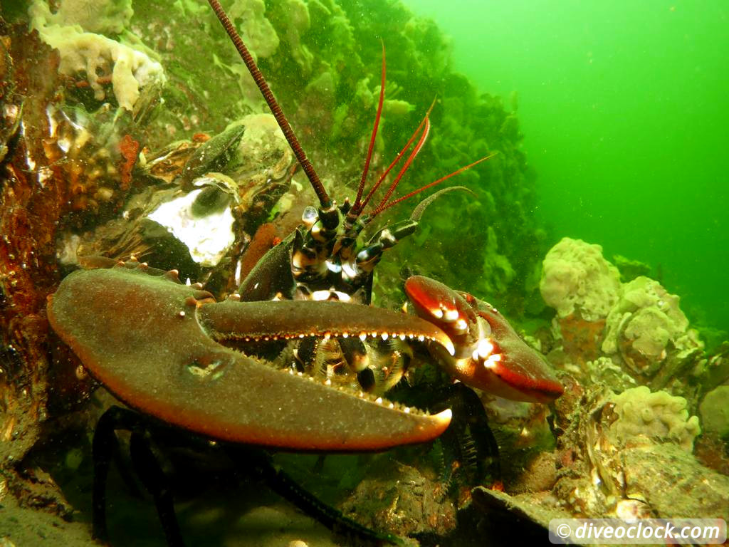 Zeeland The Best Diving in The Netherlands on a Liveaboard Lobster