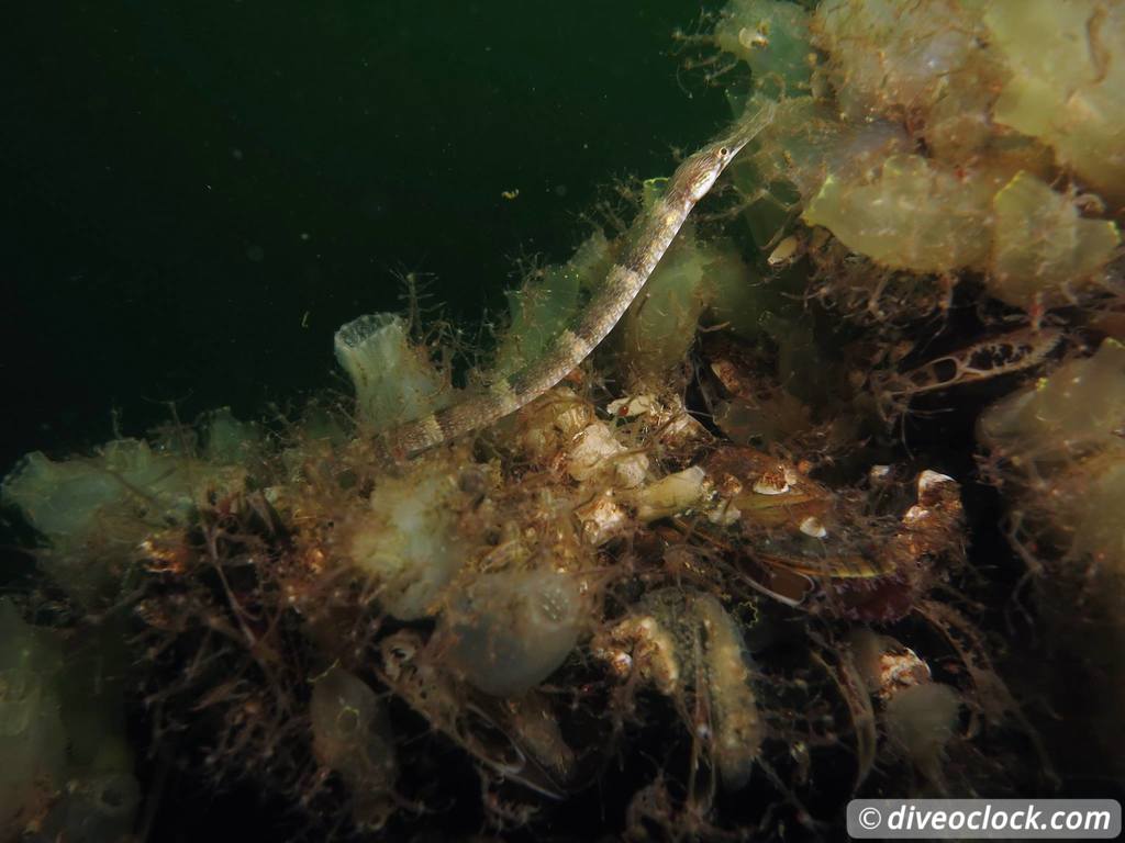 Zeeland The Best Diving in The Netherlands on a Liveaboard Pipefish