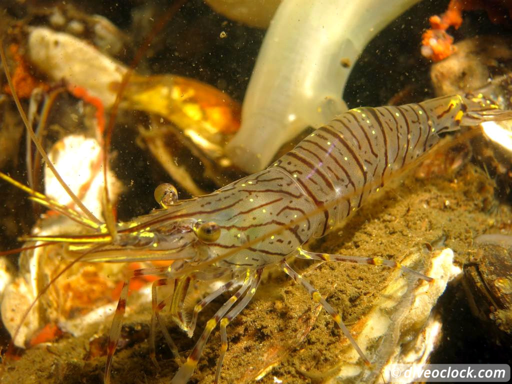Zeeland The Best Diving in The Netherlands on a Liveaboard Shrimp