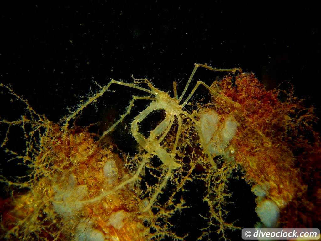 Zeeland The Best Diving in The Netherlands on a Liveaboard Spidercrab