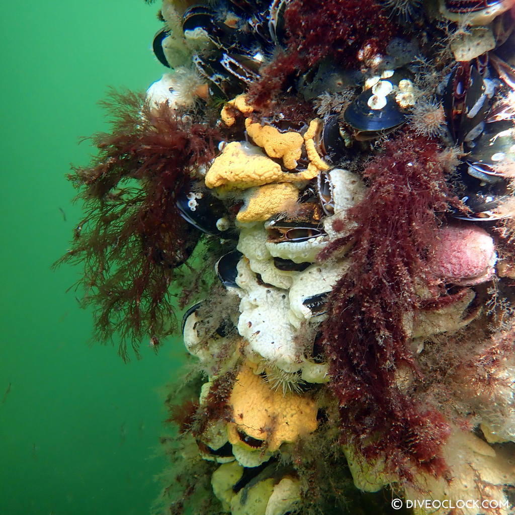 diveoclock scuba diving holland zeeland the netherlands