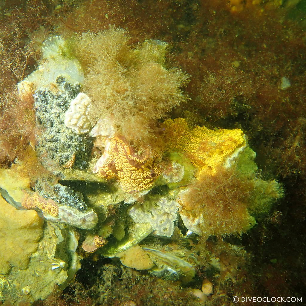 diveoclock scuba diving holland zeeland the netherlands