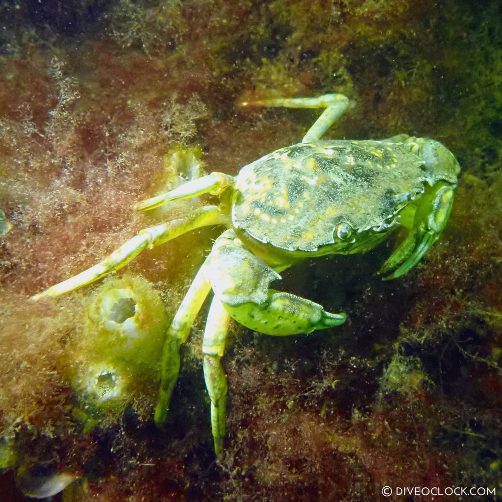 diveoclock scuba diving holland zeeland the netherlands