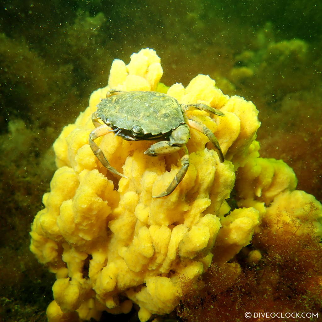 diveoclock scuba diving holland zeeland the netherlands