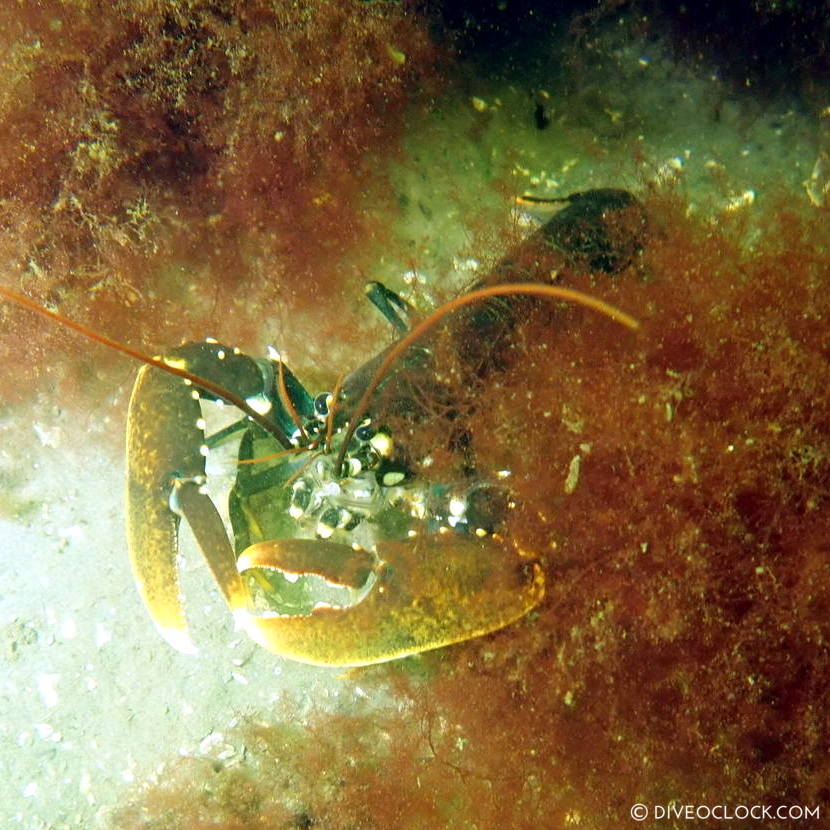 diveoclock scuba diving holland zeeland the netherlands