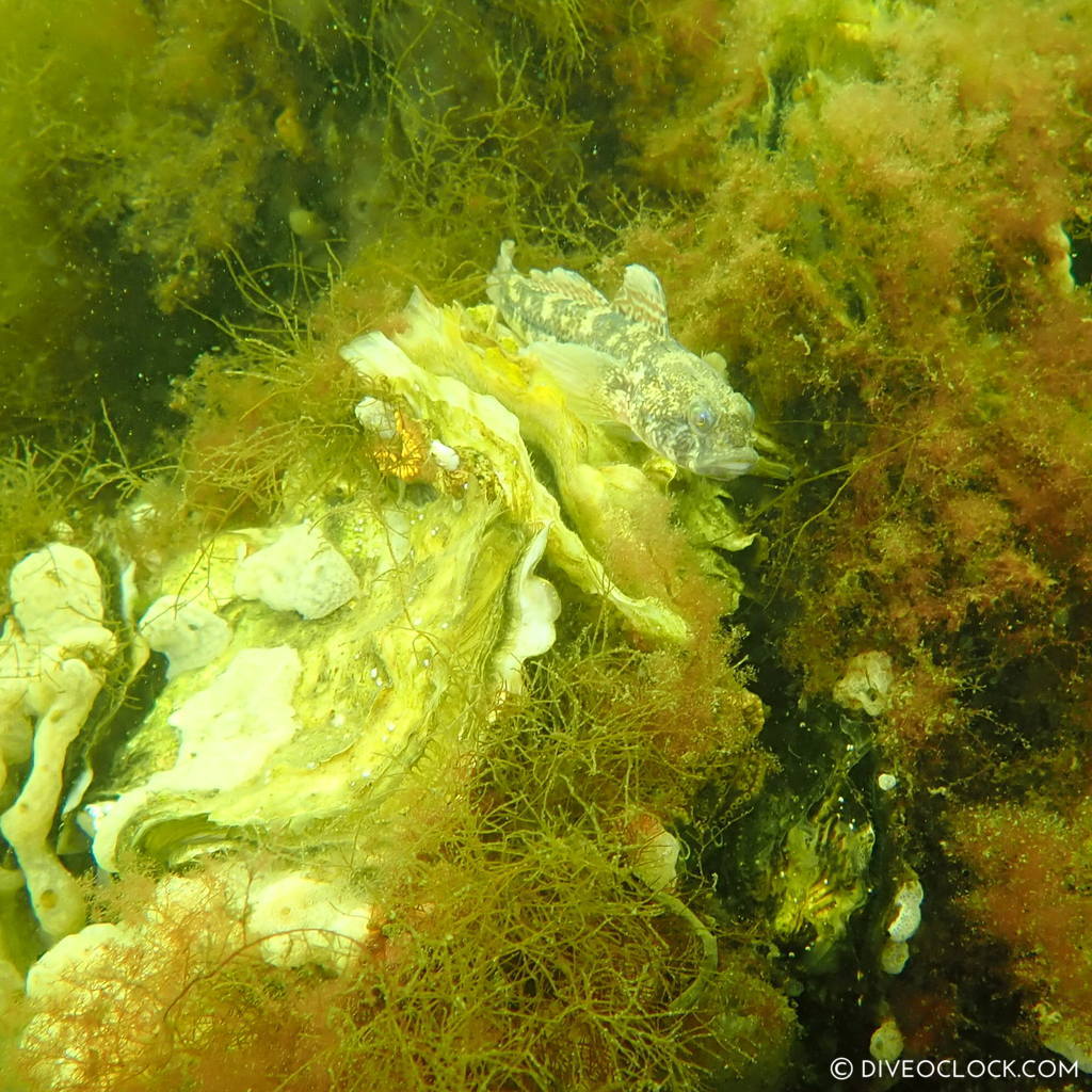 diveoclock scuba diving holland zeeland the netherlands