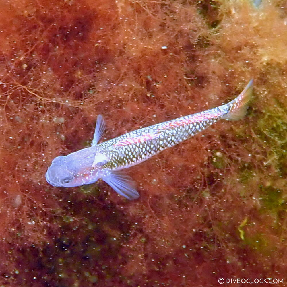 diveoclock scuba diving holland zeeland the netherlands