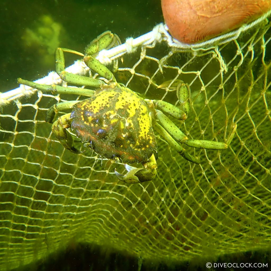 diveoclock scuba diving holland zeeland the netherlands