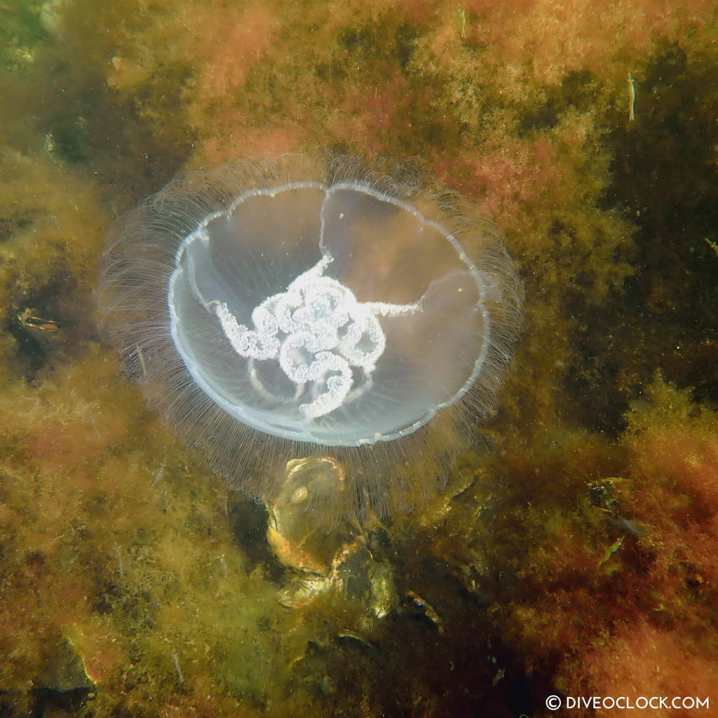 diveoclock scuba diving holland zeeland the netherlands