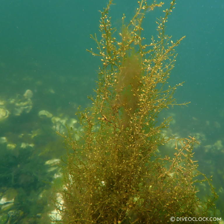 diveoclock scuba diving holland zeeland the netherlands