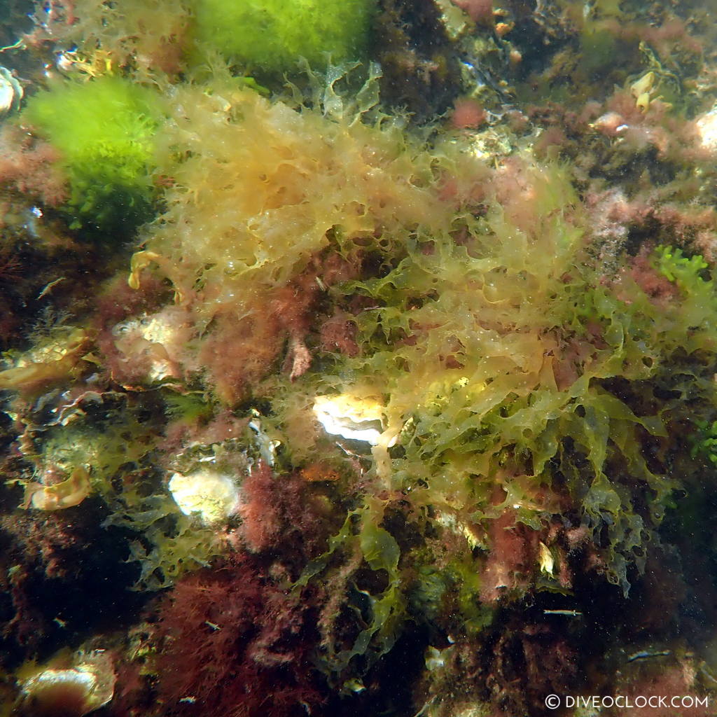 diveoclock scuba diving holland zeeland the netherlands