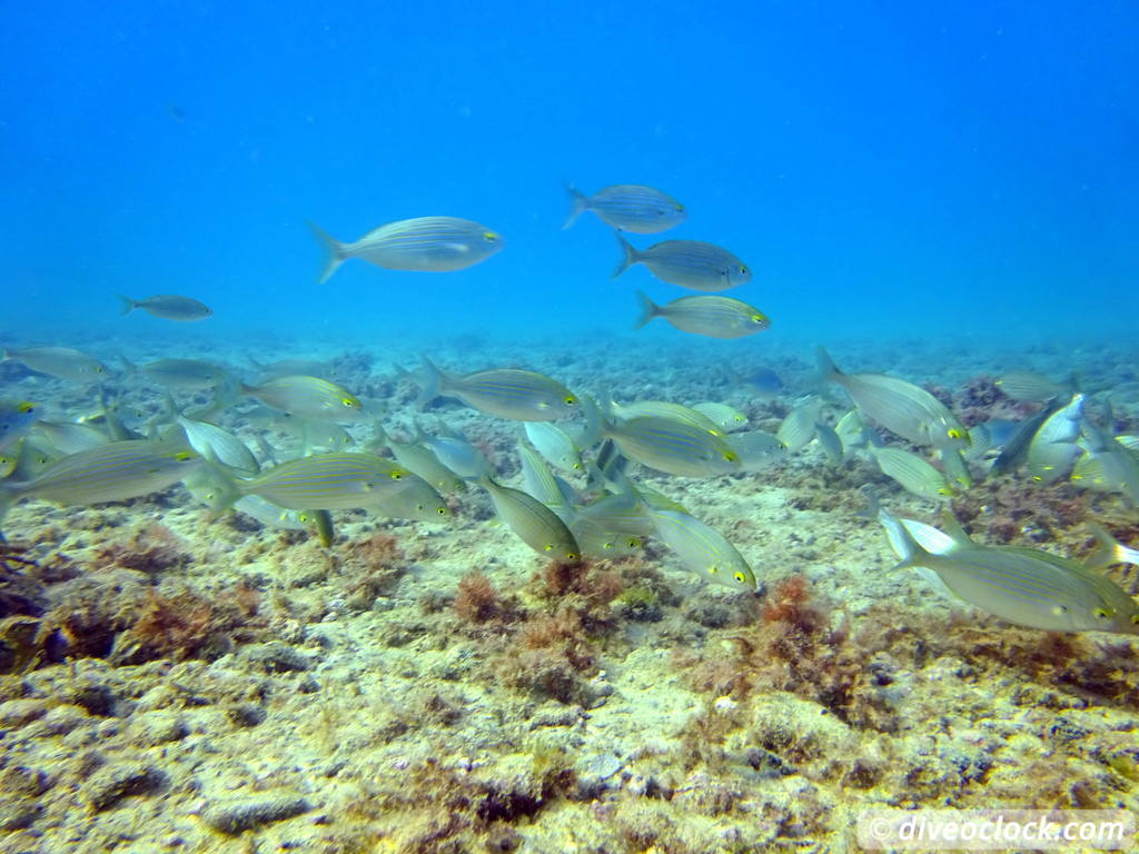 cala_cortina_spain_diveoclock-8.jpg