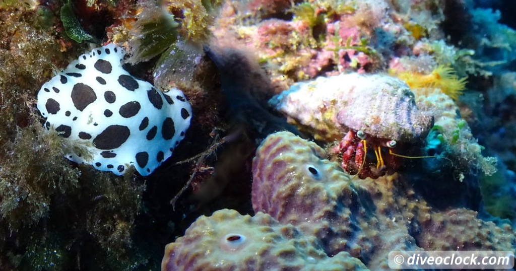 Cala Cortina The Best Dive Spot of Cartagena Spain   Europe Spain Islas Hormigas 