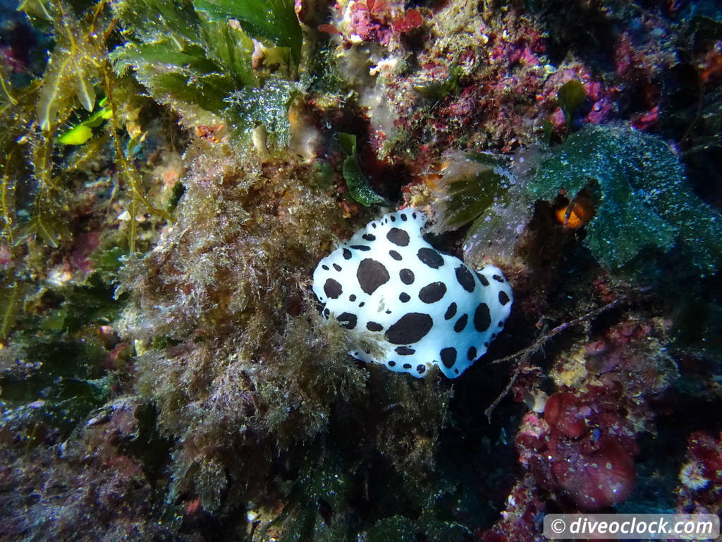 islas_hormigas_spain_diveoclock-14.jpg