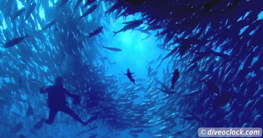 La Paz Dive with Sea Lions Mexico   Latin America Mexico Cabo Pulmo 