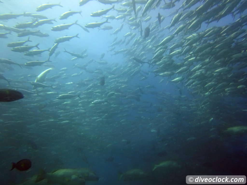 cabo_pulmo_mexico_diveoclock-15.jpg