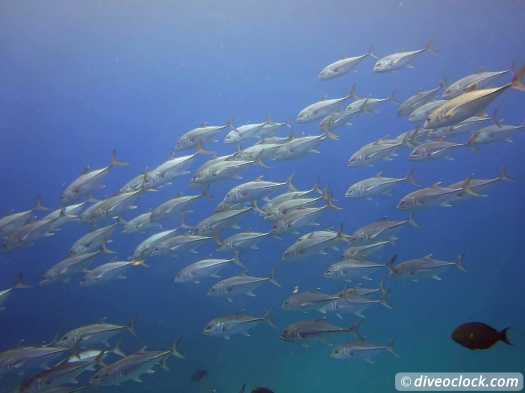 cabo_pulmo_mexico_diveoclock-17.jpg