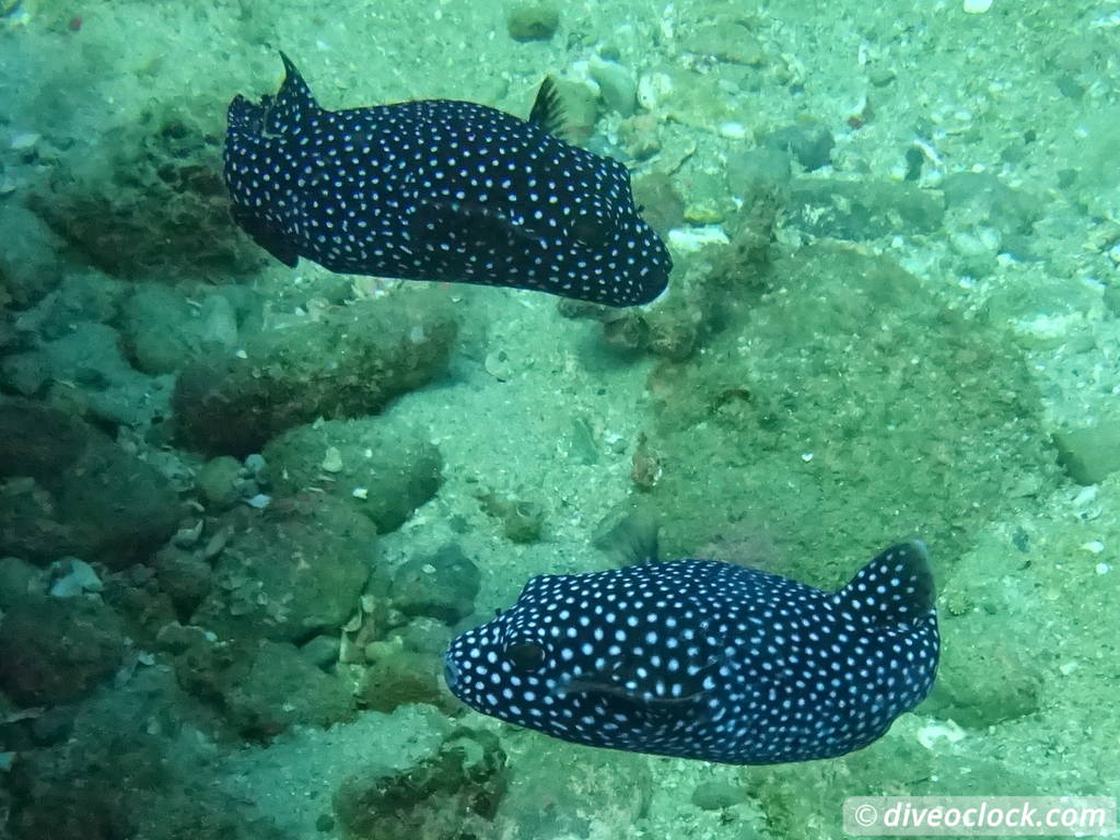 cabo_pulmo_mexico_diveoclock-20.jpg