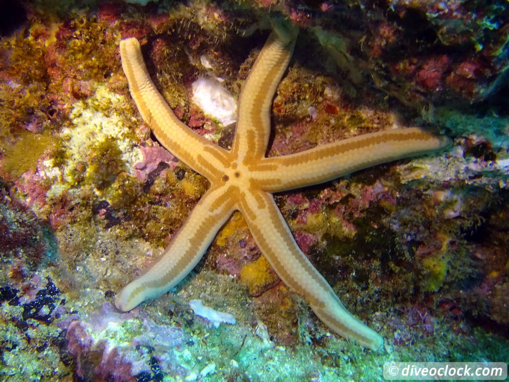 cabo_pulmo_mexico_diveoclock-23.jpg