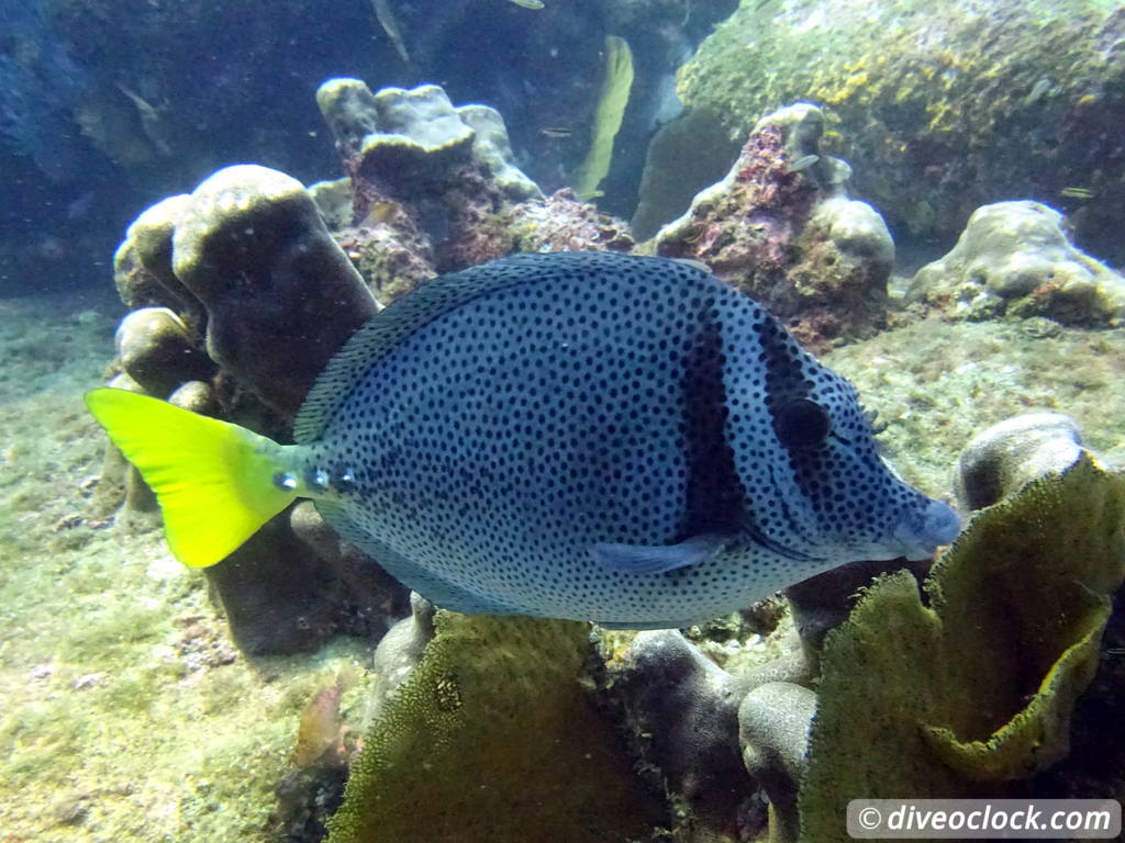 cabo_pulmo_mexico_diveoclock-25.jpg