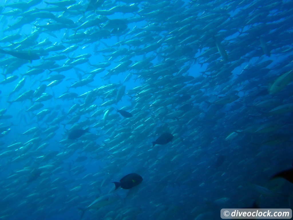 cabo_pulmo_mexico_diveoclock-50.jpg