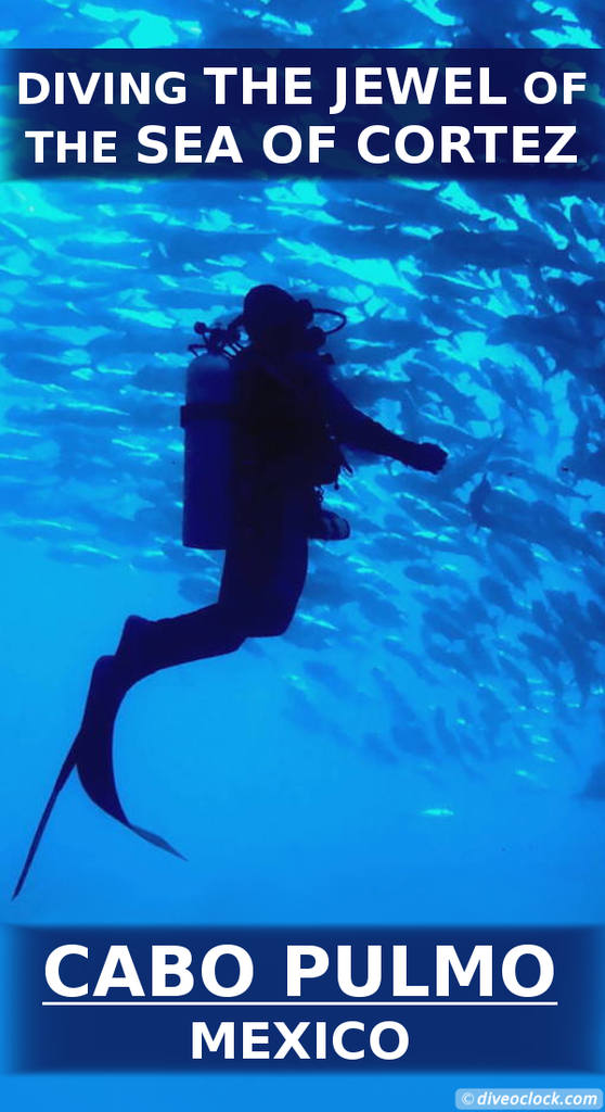 Cabo Pulmo - Incredible Diving in the Sea of Cortez (Mexico)