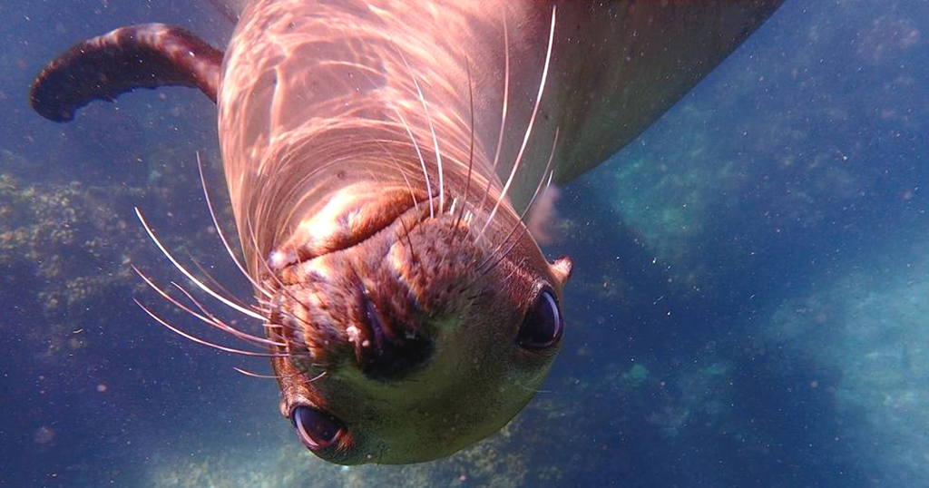 Cozumel Great Dive Sites for Experienced Divers Mexico   Latin America Mexico La Paz Sea Lions 