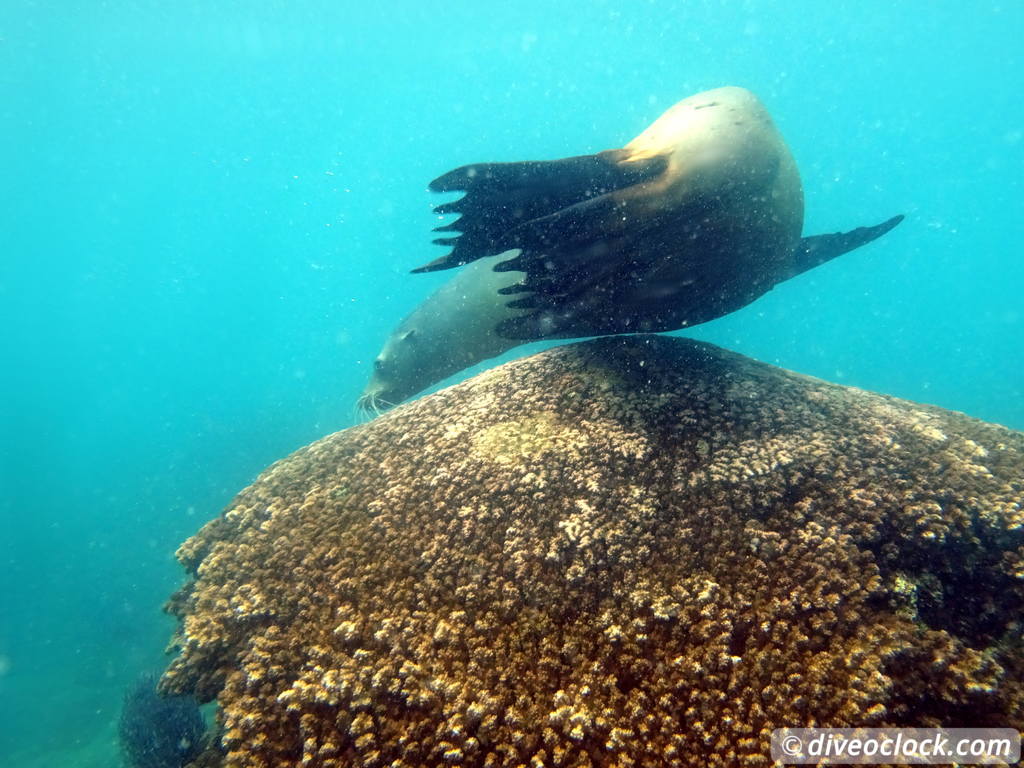 sea_lions_la_paz_mexico_diveoclock-10.jpg