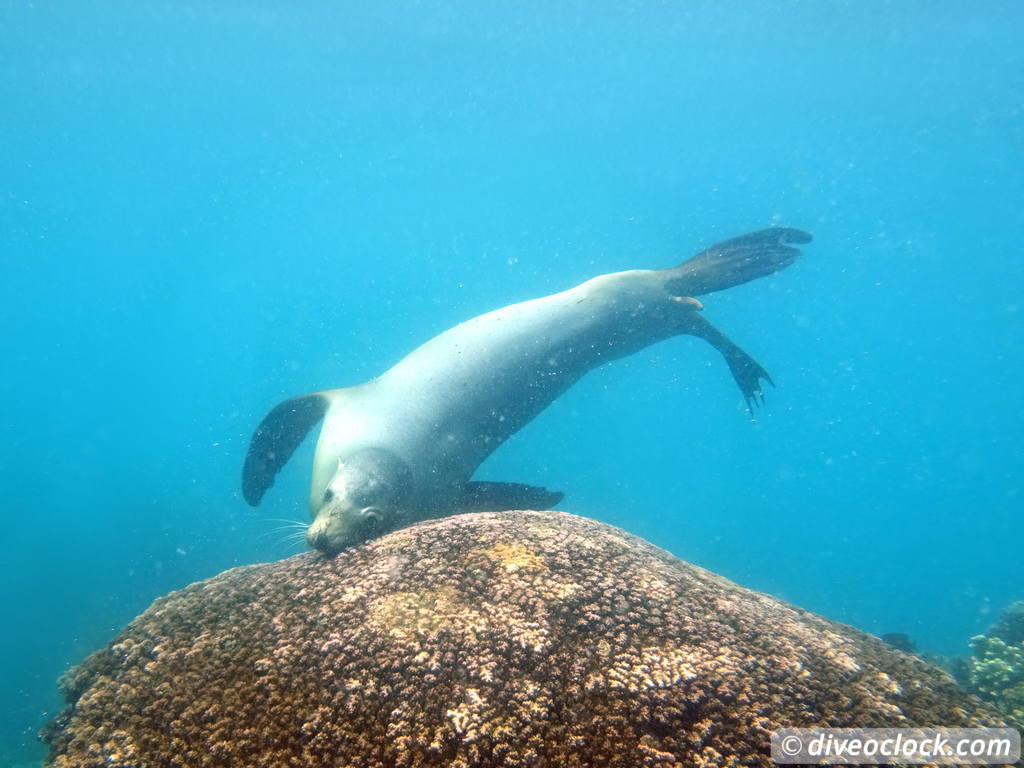 sea_lions_la_paz_mexico_diveoclock-11.jpg