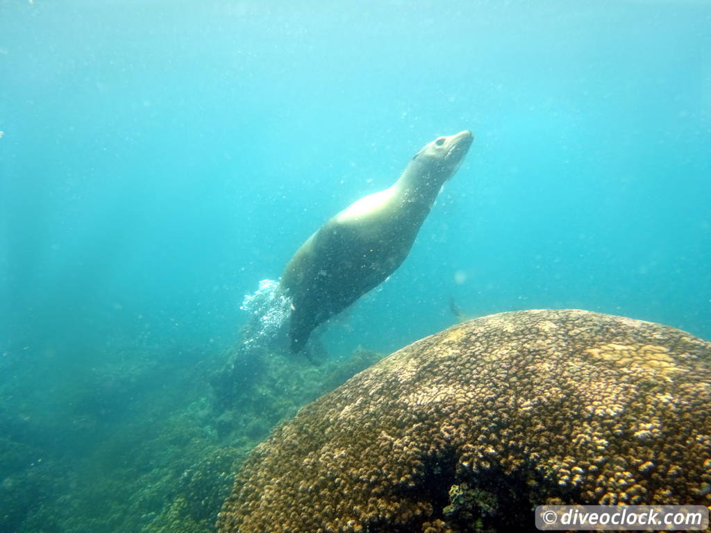 sea_lions_la_paz_mexico_diveoclock-12.jpg