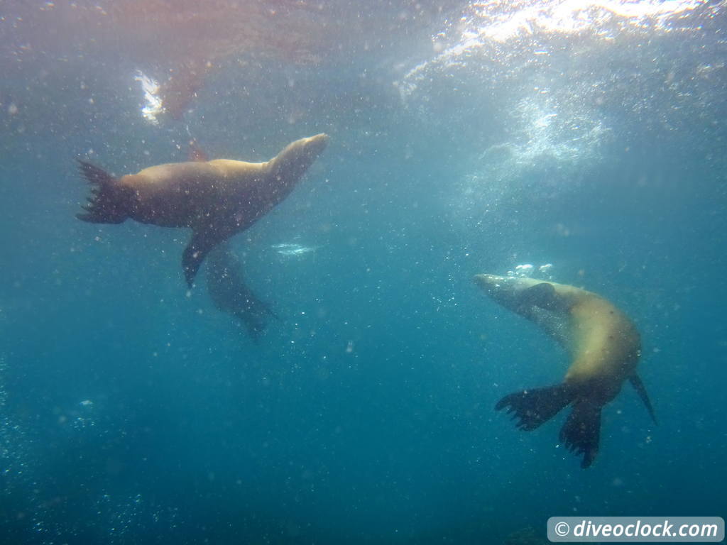 sea_lions_la_paz_mexico_diveoclock-13.jpg