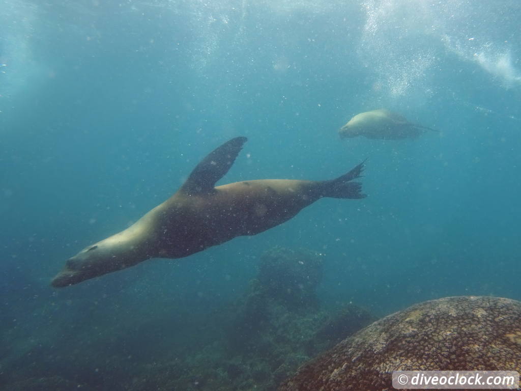 sea_lions_la_paz_mexico_diveoclock-14.jpg