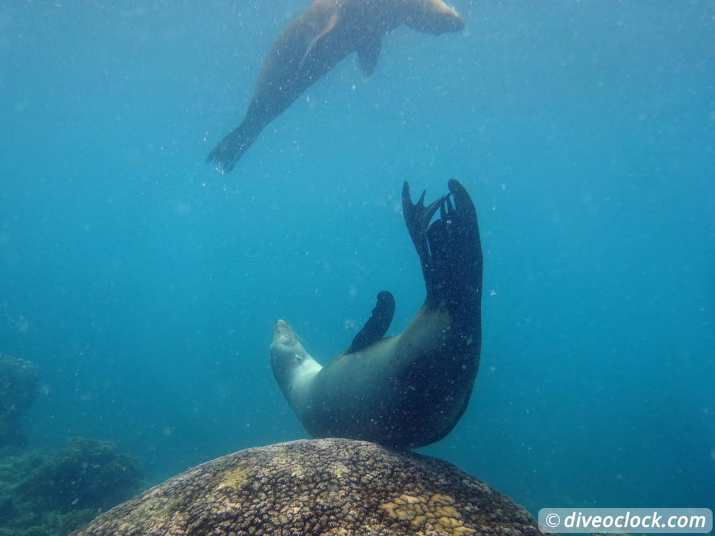 sea_lions_la_paz_mexico_diveoclock-15.jpg