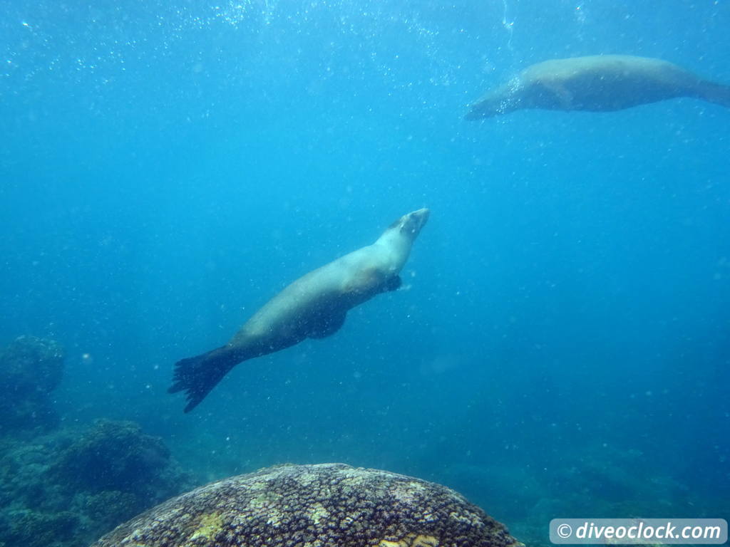 sea_lions_la_paz_mexico_diveoclock-17.jpg