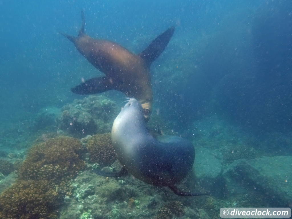 sea_lions_la_paz_mexico_diveoclock-19.jpg