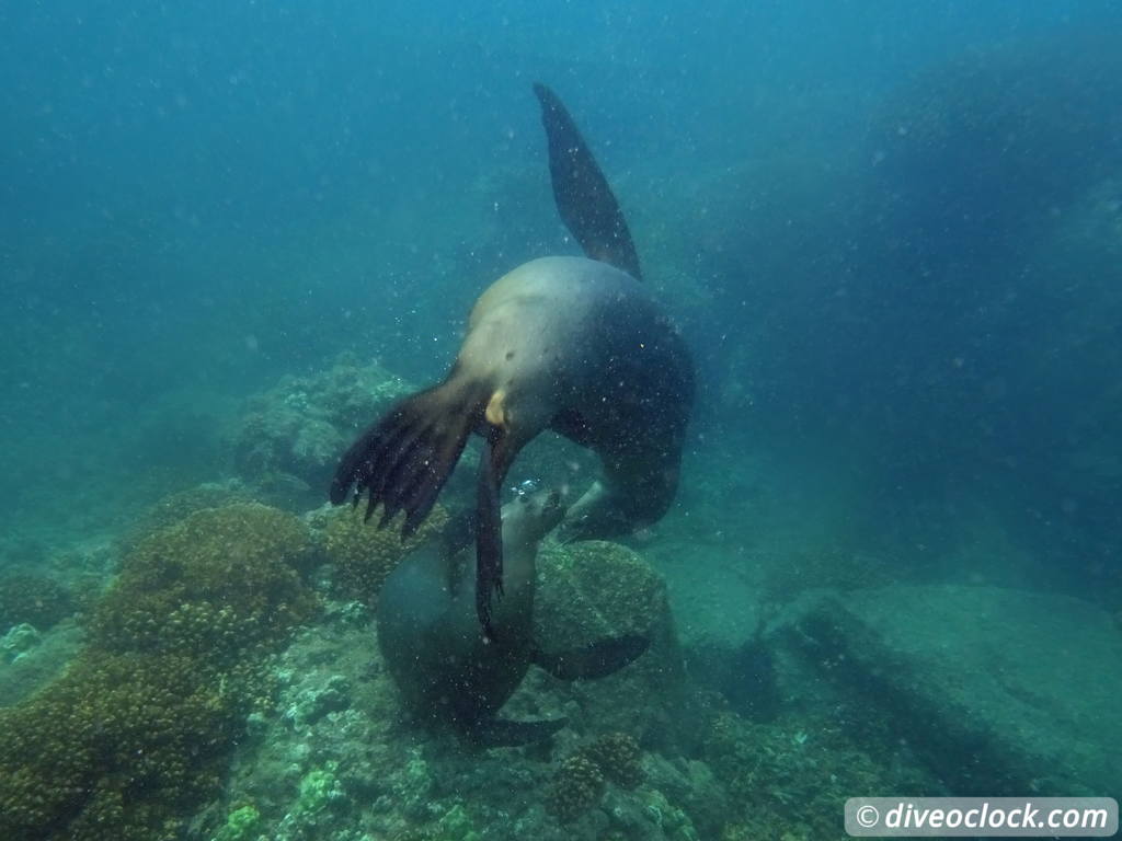 sea_lions_la_paz_mexico_diveoclock-20.jpg