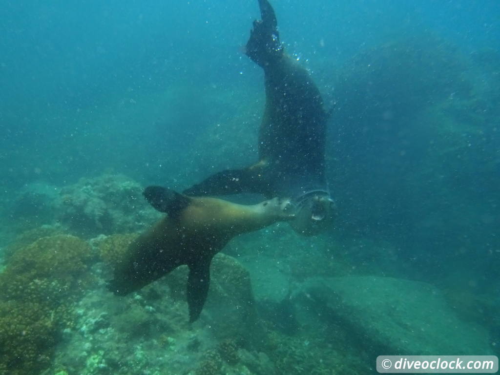 sea_lions_la_paz_mexico_diveoclock-21.jpg