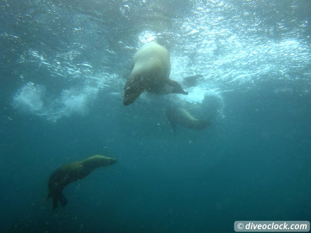 sea_lions_la_paz_mexico_diveoclock-22.jpg