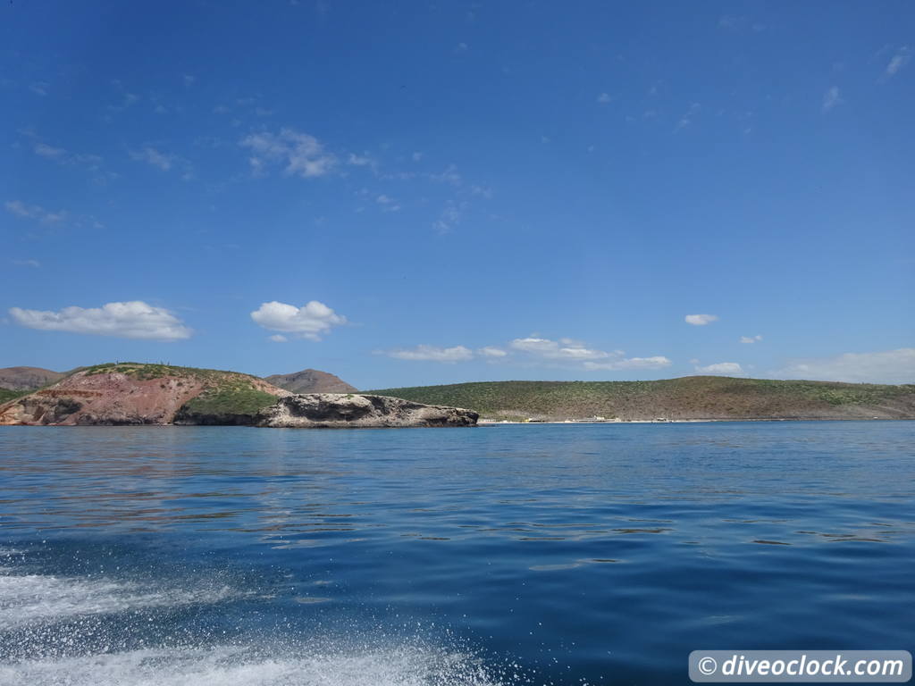 sea_lions_la_paz_mexico_diveoclock-9.jpg