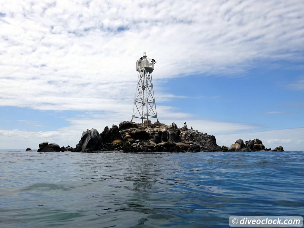 sea_lions_la_paz_mexico_diveoclock